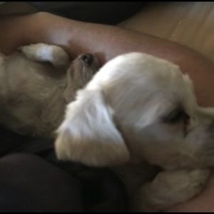 Meet your Posher, Marlene